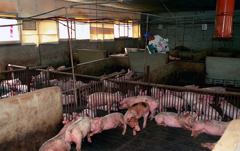 서수 돼지 농장의 모습