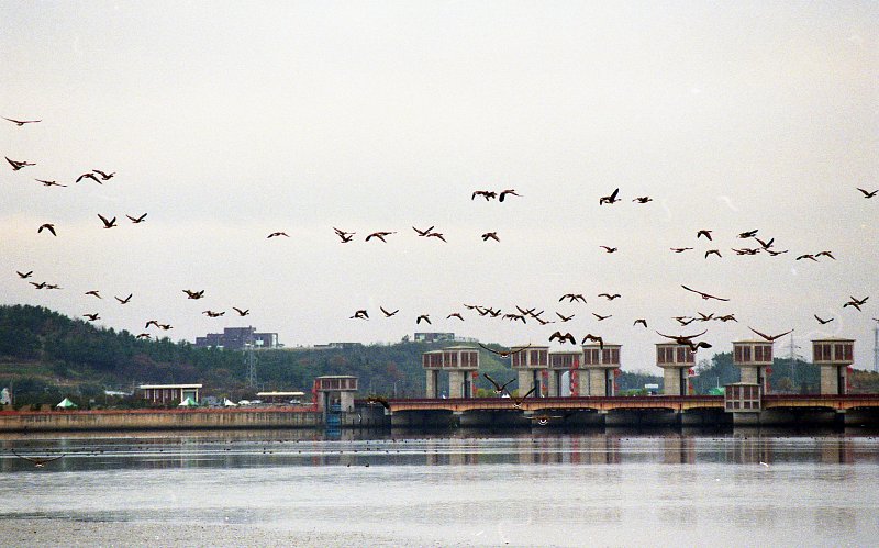 금강하구둑 위를 날아가는 철새들