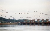 금강하구둑 위를 날아가는 철새들사진(00001)