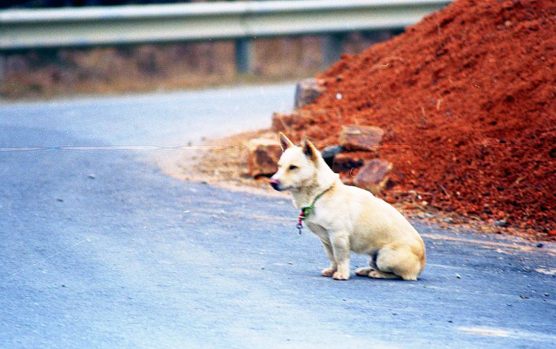 도로위의 강아지 사진