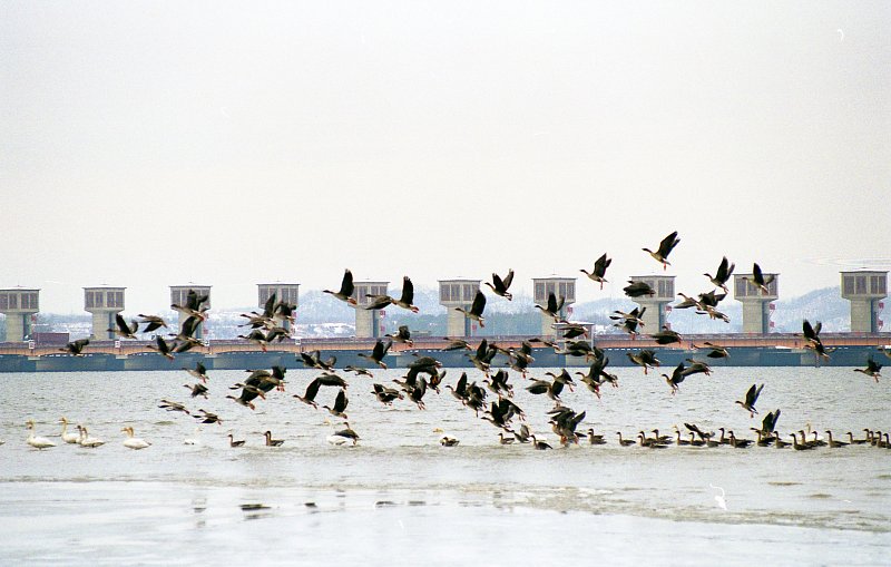금강하구둑에서 날아다니는 철새들