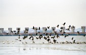 금강하구둑에서 날아다니는 철새들사진(00002)