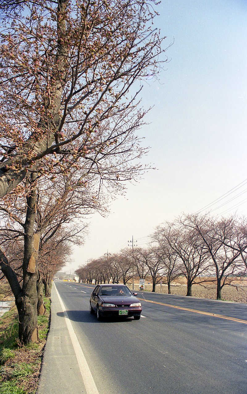 벚꽃나무 도로 위 자동차