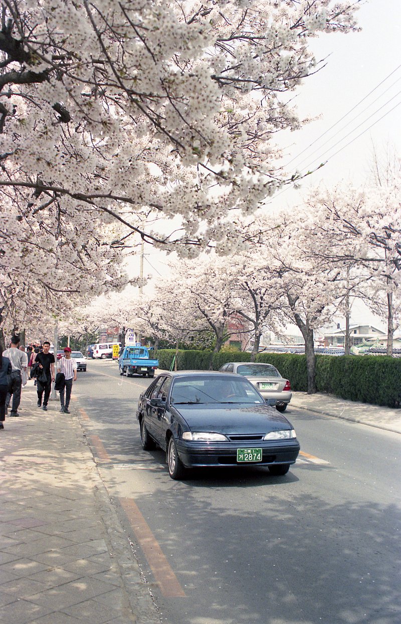 벚꽃나무도로 위를 달리는 자동차