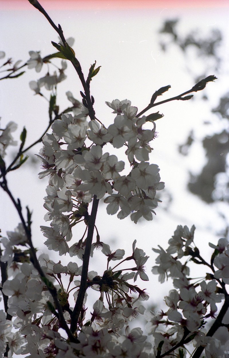 벚꽃나무 사진