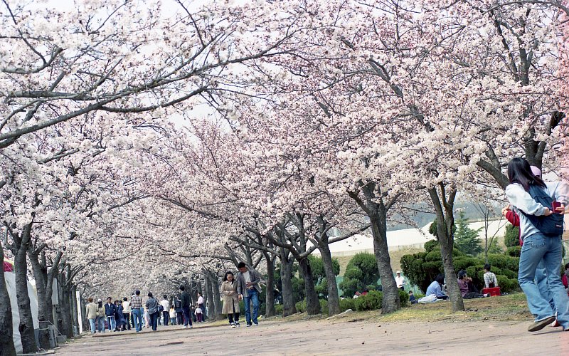 벚꽃나무길을 걸어가는 사람들