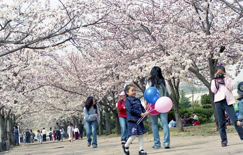 벚꽃나무길을 걸어가는 사람들