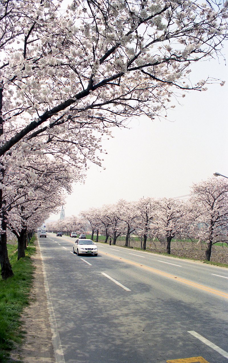 벚꽃나무 사이를 다니는 자동차들