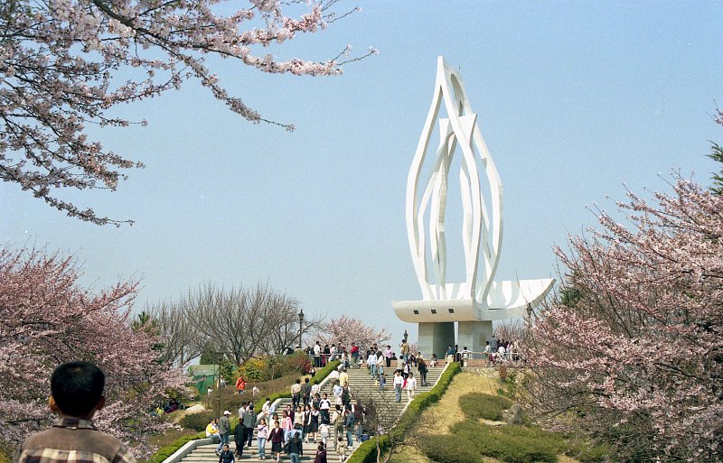 벚꽃 핀 월명산 수시탑