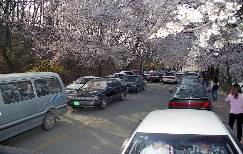 벚꽃 핀 월명산길에 주차된 차량들