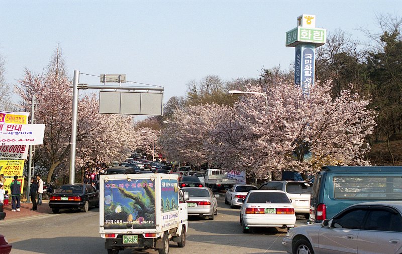 벚꽃나무 길 사이에 다니는 자동차들