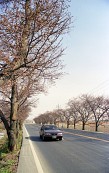 벚꽃나무 도로 위 자동차사진(00006)