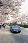 벚꽃나무도로 위를 달리는 자동차사진(00001)