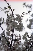 벚꽃나무 사진사진(00002)