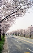 벚꽃나무 사이를 다니는 자동차들사진(00008)