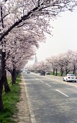 벚꽃나무 사이를 다니는 자동차들사진(00009)