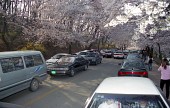 벚꽃 핀 월명산길에 주차된 차량들사진(00004)