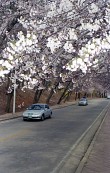 벚꽃나무도로 위를 달리는 자동차들사진(00006)