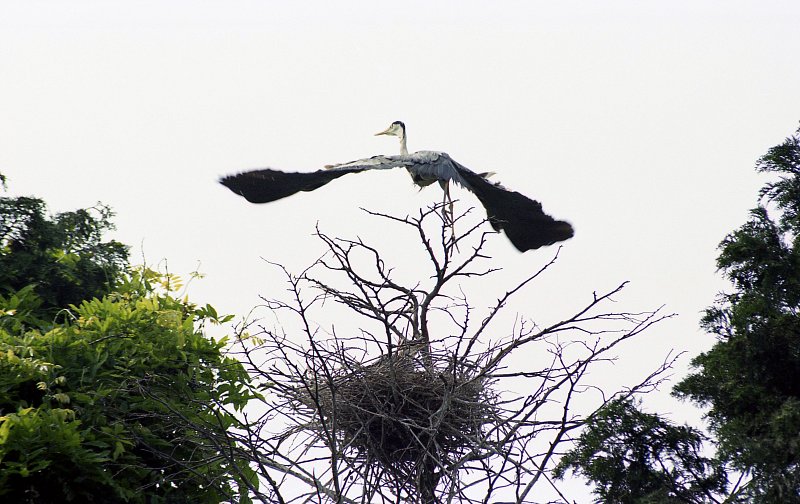 나무 꼭대기에 둥지를 틀고 날개를 펴고 날아갈 준비를 하고있는 해오라기