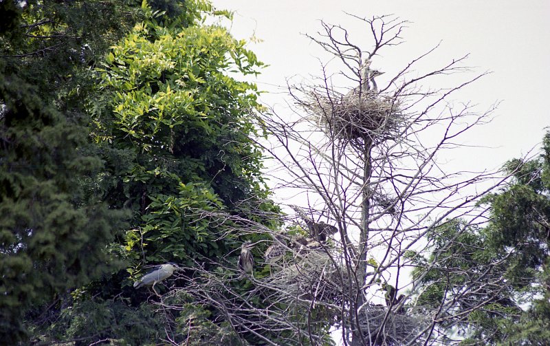 한 나무에 여러새들이 둥지를 틀고 앉아있는 모습