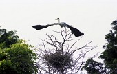 나무 꼭대기에 둥지를 틀고 날개를 펴고 날아갈 준비를 하고있는 해오라기사진(00001)