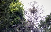 한 나무에 여러새들이 둥지를 틀고 앉아있는 모습사진(00001)