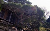 집앞에 나무가 꼬불꼬불 우거진 모습사진(00001)