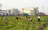 공장 뒷편 공터의 잡초를 뽑는 시민들사진(00002)