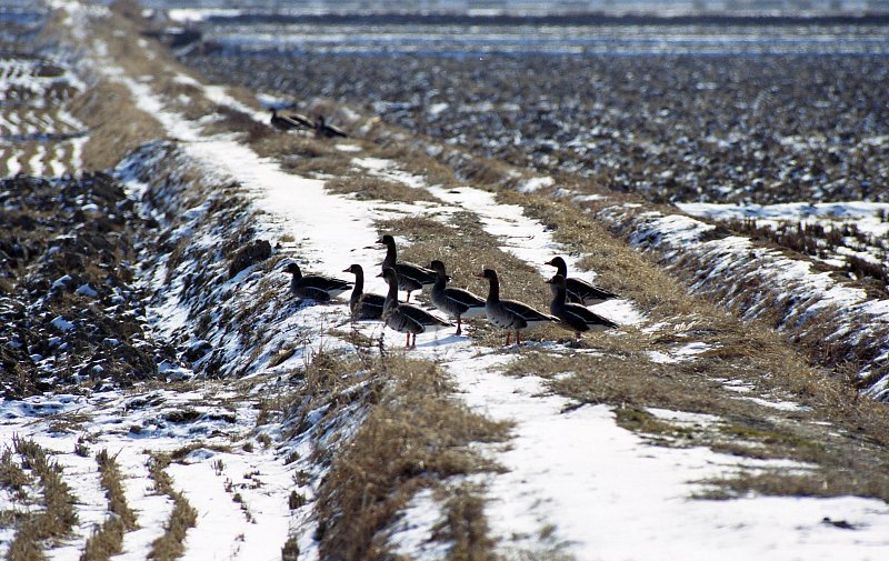 논밭위를 걷고있는 철새들의 모습