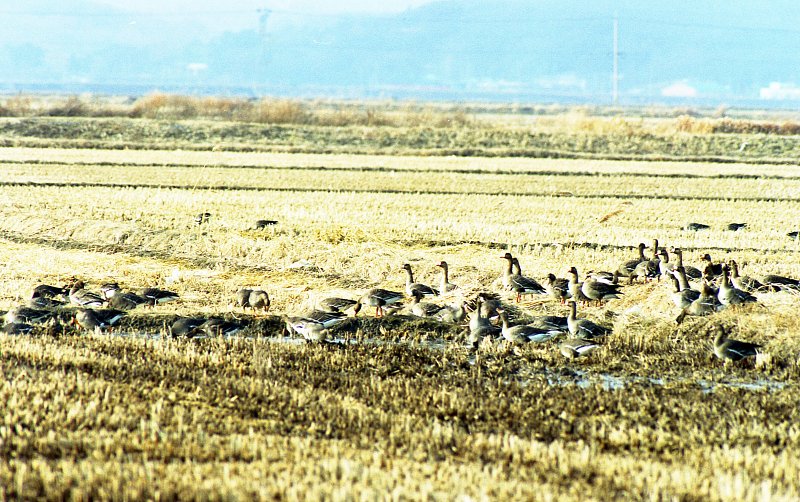 논밭위를 걷고있는 철새들의 모습1