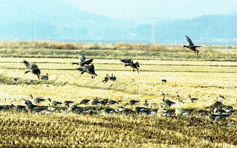 논밭위를 걷고있는 철새들의 모습2