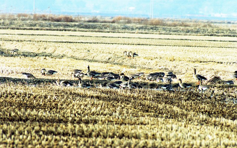 논밭위를 걷고있는 철새들의 모습3