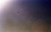 무리를 지어 날아가는 철새들의 모습사진(00001)
