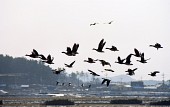 먹이를 찾아 무리를 지어 이동중인 철새들의 모습사진(00001)