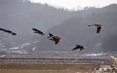 날개짓을 하는 철새들의 모습사진(00003)