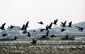 날아가는 철새들과 논위를 걷는 수많은 철새들사진(00004)