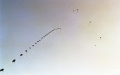 줄을 지어 날고있는 철새모형들의 모습사진(00003)