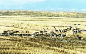 논밭위를 걷고있는 철새들의 모습1사진(00004)