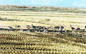 논밭위를 걷고있는 철새들의 모습3사진(00006)