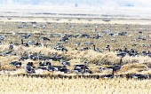 논밭위를 걷고있는 철새들의 모습4사진(00007)