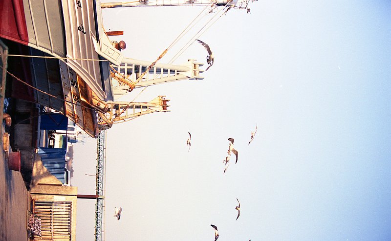항구에 정박해있는 어선과 그 주위를 날고있는 철새들의 모습