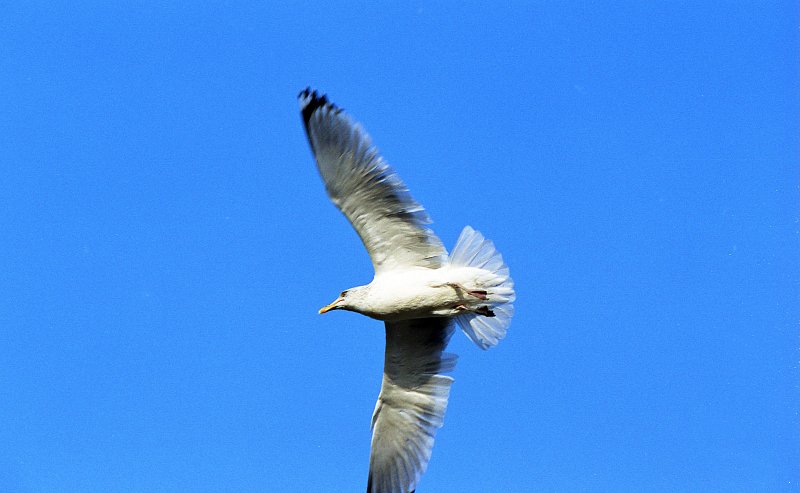 날개를 쭉 편채 날고있는 철새의 모습