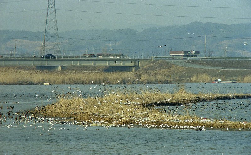 금강하구둑 근처에서 강에서 날아오르는 수많은 철새들의 모습1