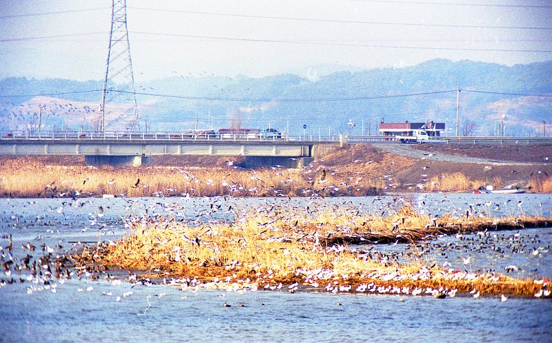 금강하구둑 근처에서 강에서 날아오르는 수많은 철새들의 모습2