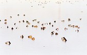 위에서 본 헤엄을 치고있는 철새들의 모습사진(00001)
