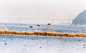 강 위를 날아다니는 철새들의 모습1사진(00002)