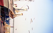 항구에 정박해있는 어선과 그 주위를 날고있는 철새들의 모습사진(00004)