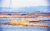금강하구둑 근처에서 강에서 날아오르는 수많은 철새들의 모습2사진(00004)