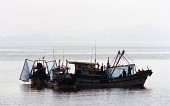 작업 중인 금강하구둑 근처의 어선들의 모습5사진(00007)