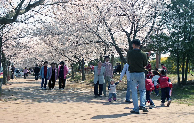 벚꽃을 보기위해 나온 많은 시민분들의 모습